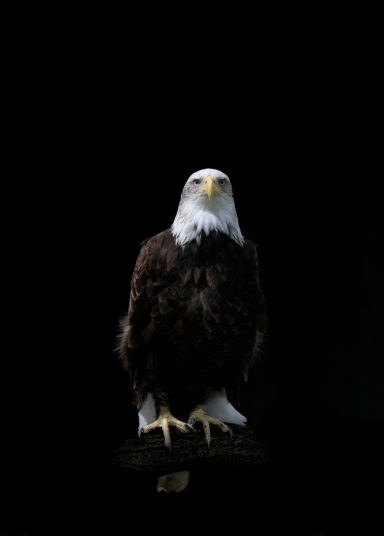 Bald Eagle (Haliaeetus leucocephalus)