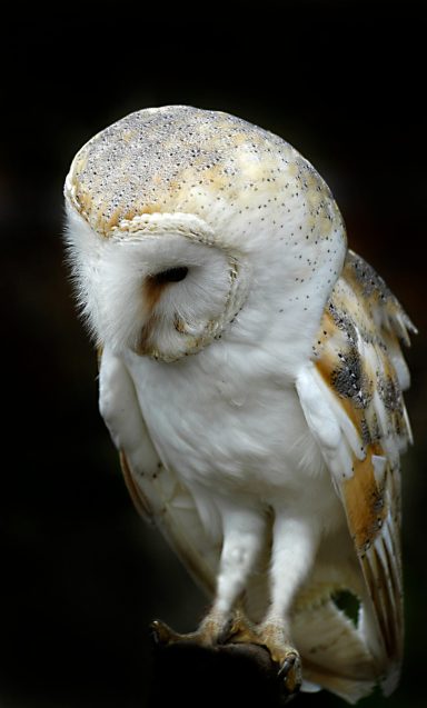 Barn Owl (Tyto alba)