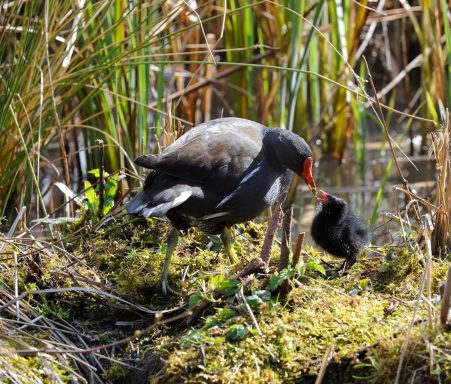 Moorhen (Gallinula chloropus) feeding her young