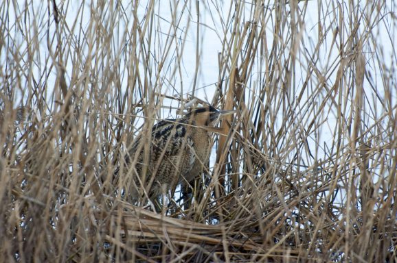 Bittern (Botaurus stellaris) at its nest amongst the reeds.