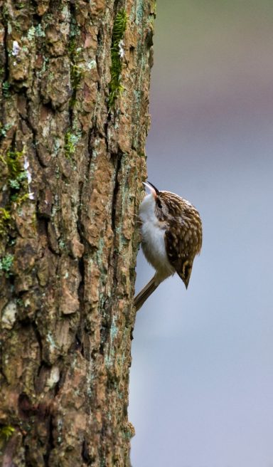 Eurasian treecreeper  (Certhia familiaris)