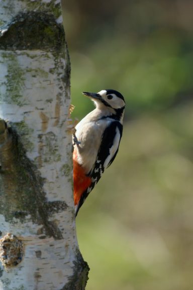 Lesser Spotted Woodpecker
(Dendrocopos minor)