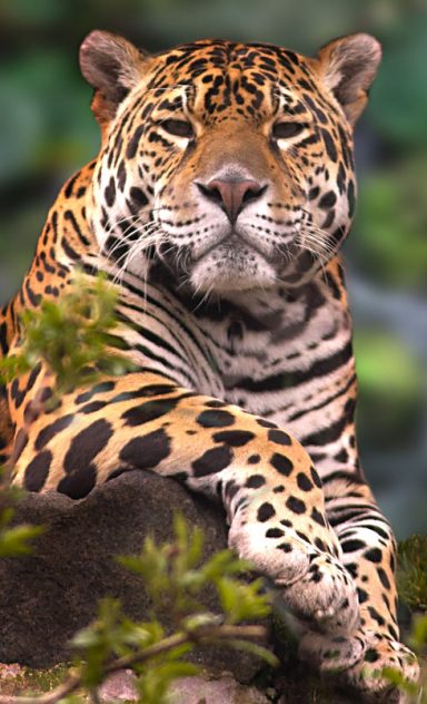 Panther (Panthera pardus)