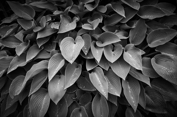Hosta plant