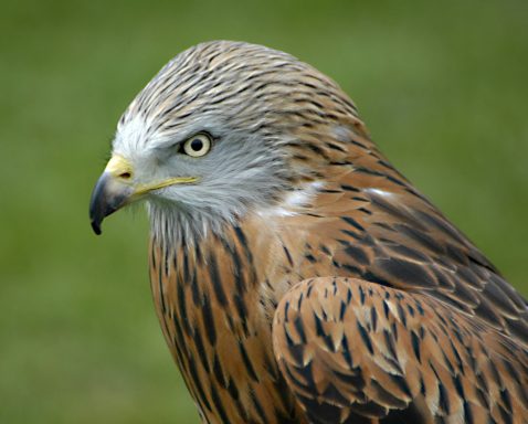 Red kite (Milvus milvus)