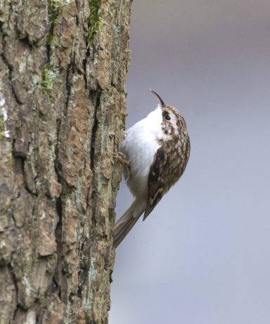 Eurasian treecreeper  (Certhia familiaris)