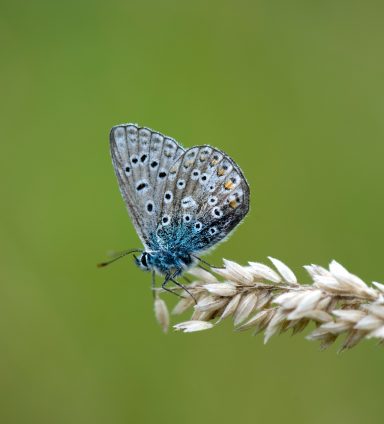 The silver-studded blue (Plebejus argus)