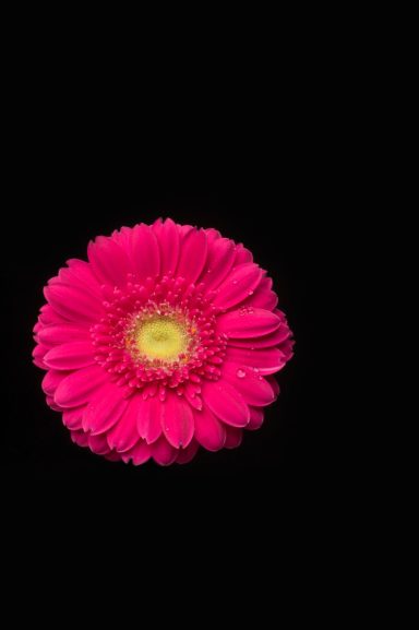 Gerbera jamesonii