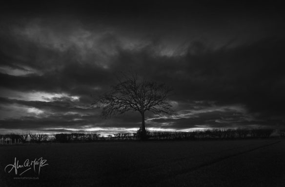 The Tree At sunset, East Yorkshire Wolds. The UK.