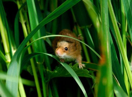 harvest mouse (Micromys minutus)