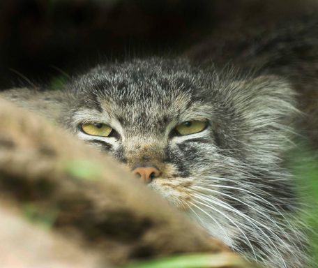  Pallas's cat (Otocolobus manul), also known as the manul