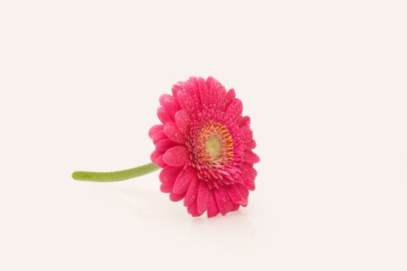 Gerbera jamesonii