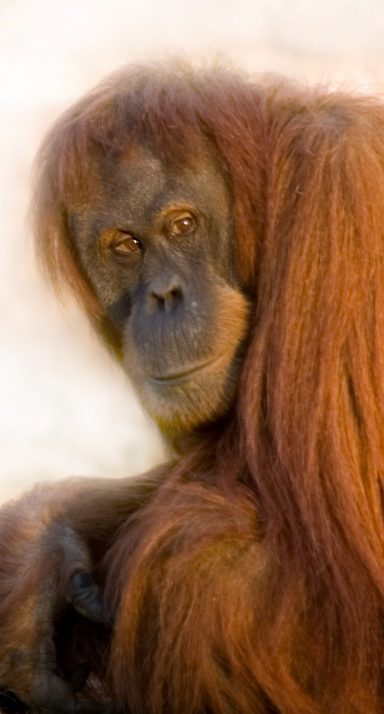 Orangutan (Pongo spp.)